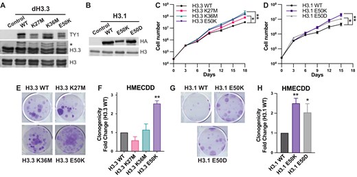 H3E50 variant expression increases cell proliferation and clonogenicity. HMECDD cells stably transduced with (A) pBabePuro H3.3-TY1, H3.3K27M-TY1, H3.3K36M, or H3.3E50K or (B) pBabePuro H3.1-HA, H3.1E50K-HA, or H3.1E50D and lysates acid extracted. Lysates were immunoblotted with the indicated antibodies. Representative images shown, n = 3. (C, D) Stable HMECDD cells expressing the indicated H3.3 mutant proteins were seeded and cell proliferation measured over the indicated timecourse, n = 3. (E) HMECDD cells stably transduced with the indicated H3.3 plasmids were seeded and cell clonogenicity measured after 15 days. Representative images are shown. (F) Quantification of panel (E), n = 3. (G) Stable HMECDD cells expressing the indicated H3.1 mutant proteins were seeded and cell clonogenicity measured after 20 days. Representative images are shown. (H) Quantification of panel (G), n = 4.