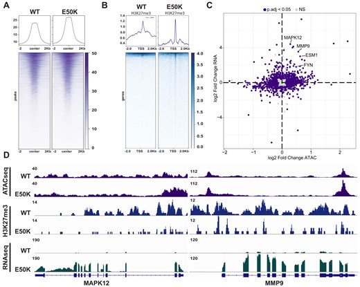 Chromatin changes underlie an H3E50K-associated EMT transcriptional program. (A) Tornado plot assessing differential accessibility of genes and regulatory regions associated with EMT. Representative plots are shown, n = 3. (B) Tornado plots representing promoter-associated H3K27me3 at EMT genomic loci via CUT&Tag in HMECDD cells stably expressing WT H3.3 or H3.3E50K. Representative plots are shown, n = 3. (C) Scatterplot depicting integration of RNA-seq differential gene expression and ATAC-seq differential accessibility. (D) Integrative genomics viewer (IGV) tracks from ATAC-seq, H3K27me3 CUT&Tag, and RNA-seq of selected EMT-associated genes.
