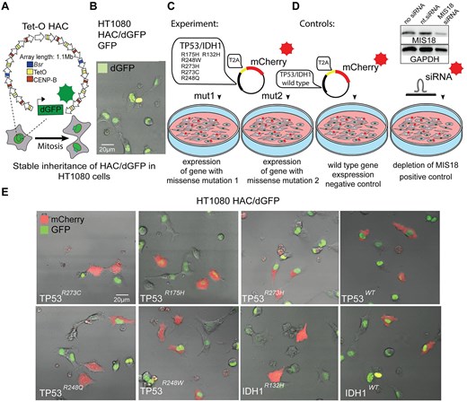 Experimental design of HT1080 HAC/dGFP assay to identify an impact of the missense mutations on CIN. (A) The schematic representation of alphoidtetO-HAC (Tet-O HAC) carrying dGFP and (B) a microscope image displaying a dGFP fluorescent signal from the HAC/dGFP in HT1080 cells. (C) Experimental design: HT1080 cells carrying HAC/dGFP were transfected with the vectors expressing either WT or TP53mut- or IDH1mut-mutant genes in one reading frame with mCherry separated by T2A self-cleaving peptide. (D) Controls: as an NC, mCherry-empty vector and WT genes were used; as a positive control, siRNA depletion of MIS18 was used. Western blot analysis confirms silencing efficiency of the MIS18 protein after siRNA-mediated knockdown of the gene compared with nt.siRNA. (E) Images of the cells transfected with the vectors carrying either WT or TP53mut or IDH1mut display a mCherry fluorescence.