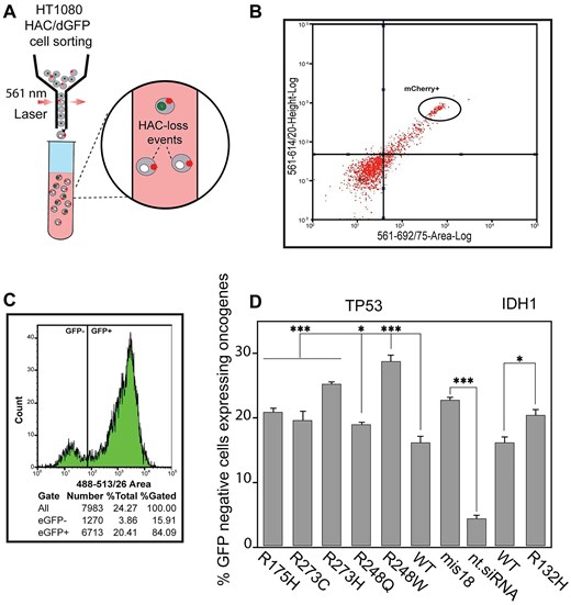 Mitotic stability of HAC/dGFP after TP53mut and IDH1mut expression. (A) Schematic representation of cell sorting where expression of missense mutations induces HAC/dGFP loss that is detected by loss of the GFP signal among the mCherry-positive cells. (B) Cell sorting of HT1080 HAC/dGFP cells with mCherry expression that confirms expression of TP53 and IDH1 genes carrying missense mutations. (C) Representative flow cytometry plot of HT1080 HAC/dGFP cells. Using flow cytometry, the number of GFP-negative cells was counted in the entire cell population (DAPI-positive cells). (D) Mitotic stability of HAC/dGFP determined as a proportion of the GFP-positive cells in the mCherry-positive population where either TP53mut or TP53WT or IDH1R132H or IDH1WT is expressed. Depletion of the MIS18 gene with siRNA was used as a positive control, compared with nt.siRNA. WTs are NCs, i.e. HT1080 HAC/dGFP cells are transfected with vectors expressing either TP53WT or IDH1WT gene. The statistical analysis was performed using non-parametric one-way ANOVA (Kruskal–Wallis test). Asterisks indicate a statistically significant difference (*P < .05; **P < .005; ***P < .001).