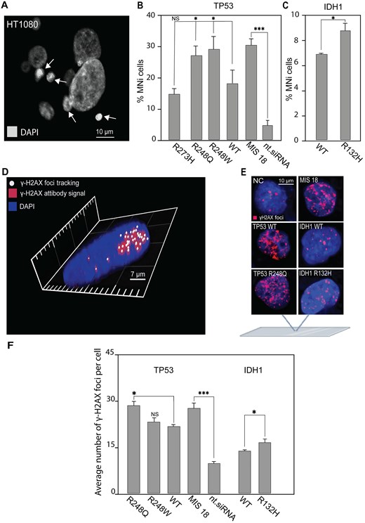 MN formation and accumulation of DSBs in HT1080 cells expressing either TP53mut or IDH1R132H. (A) Representative images of MN formation. White arrows point to MN. (B) The percentage of HT1080 cells with MN after transfection with the mutant variants of TP53 and (C) a mutant variant of IDH1 compared with TP53WT and IDH1WT. (D) γ-H2AX foci tracking microscopy. The image was obtained using the FV1200 confocal laser scanning microscopy system equipped with the objective lens (UPLSAPO 100×) (Olympus, Japan). A 405-nm LD Laser with Integrated Transmitted Light Photomultiplier Detector and 488-nm Argon Laser with High-Sensitivity Detector (GaAsP) was used. The image was acquired sequentially at 488 nm (Argon) and 405 nm (LD). (E) Examples of immunostaining of HT1080 cells after transfection with TP53WT and TP53mut or IDH1WT and IDH1R132H. γ-H2AX foci staining as a marker for DSBs. (F) The number of γ-H2AX foci in HT1080 cells 72 h after expression of TP53WT and TP53mut or IDH1WT and IDH1R132H. WT is HT1080 cell that expresses either TP53WT or IDH1WT gene. Depletion of the MIS18 gene with siRNA was used as a positive control, compared with nt.siRNA. Error bars correspond to an SD of replicates. Statistical analysis was performed using one-way ANOVA. Asterisks indicate a statistical significance (*P < .05; **P < .005; ***P < .001, relative to the control – WT or NC).