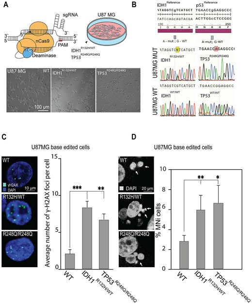 MN and DSB phenotypical assays in CRISPR/Cas9-edited U87 MG cells carrying IDH1R132H/WT or TP53R248Q/R248Q genotype. (A) CBEs, composed of an nCas9 fused to a cytosine deaminase, converted C to T. Bottom panel: Representative images of U87 MG cells after gene editing, where WT is U87 MG cells with native genotype (WT) expressing BFP and BE but without gRNA that underwent clonal selection for BFP expression. This is the control for bystander editing and unspecific effect of BE. Thus, the U87 MG cells carry a wild genotype (WT). (B) Confirmation of U87MG mutant and wild genotypes by Sanger sequencing, the TP53 and IDH1 loci of genomic DNA samples are presented IDH1R132H/WT; TP53R248Q/R248Q; IDH1WT/WT; TP53WT/WT. (C) Representative images of γ-H2AX foci labeling in U87 MG cells and an average number of γ-H2AX foci in U87 MG cells carrying either IDH1R132H/WT or TP53R248Q/R248Q genotype compared with the WT. (D) Representative images of MN formation in U87 MG cells carrying either IDH1R132H/WT or TP53R248Q/R248Q genotype. White arrows point to MN. The percentage of U87 MG cells with MN compared with the WT. Error bars correspond to an SD of replicates. Statistical analysis was performed using one-way ANOVA. Asterisks indicate a statistical significance (*P < .05; **P < .005; ***P < .001 relative to the control – WT).