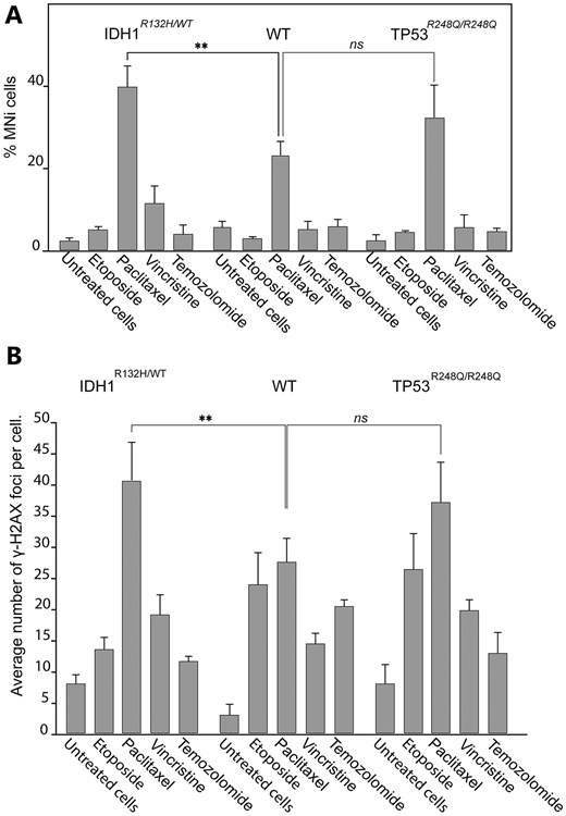 Accumulation of DSBs and MN formation in CRISPR/Cas9 edited U87 MG cells with either TP53R248Q/R248Q or IDH1R132H/WT genotype after drug treatments. (A) The percentage of MN in U87 MG IDHR132H/WT and TP53R248Q/R248Q cells after drug treatments compared with drug-treated U87 MGWT cells. (В) Accumulation of γ-H2AX foci in U87 MGWT, IDH1R132H/WT, and TP53R248Q/R248Q cells after drug treatments. The LC50 concentration of each drug determined for U87 MGWT cells (Table 1) was used. Error bars correspond to an SD of replicates. Statistical analysis was performed using one-way ANOVA. Asterisks indicate a statistical significance **P < .005 relative to the control – U87 MGWT drug-treated cells.