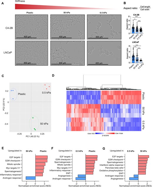 Matrix stiffness affects the cell morphology and transcriptional activity in LNCaP and C4-2B prostate cancer cells. (A) The IncuCyte live-cell imaging analysis shows the altered morphology of LNCaP and C4-2B cells after the cells were grown for 1 week on plastic, 50 kPa hydrogel, or 0.5 kPa hydrogel plates. Increasing matrix stiffness results in better adherence to the culture dish surface and canonical elongated morphology, while in soft 0.5 kPa hydrogel the cells appear to form grape-like clusters covering less surface area available. (B) A morphology analysis quantifying the aspect ratio (length-to-width ratio) conducted using ImageJ shows that cells grown in low stiffness (hydrogels) have significantly lower aspect ratio when compared to cells grown in high stiffness (plastic). The cells grown in plastic plates thus have more elongated shape, while cells grown in hydrogels are more rounded. Statistical significance is calculated with Student’s t-test. ***P < .001; **P < .01; *P < .05. (C) Principal component analysis (PCA) of RNA-seq of C4-2B cells grown on plastic, 50 kPa, and 0.5 kPa plates (n = 3) shows formation of distinct, matrix stiffness-dependent cell clusters. (D) Heatmap showing the top 10 000 differentially expressed genes (DEGs) between plastic and 50 kPa hydrogel (P-value <.001, fold change > |0.2|). Normalized read counts were used to count z-score and genes were hierarchically clustered using average linkage. Heatmap was created with Morpheus (https://software.broadinstitute.org/morpheus). (E) GSEA of hallmarks between plastic and 50 kPa pressure. High stiffness promotes expression of genes related to E2F targets, G2M checkpoint, mitotic spindle, Myc targets V1, spermatogenesis, and inflammatory response and downregulates genes related to androgen response. (F) GSEA of hallmarks between plastic and 0.5 kPa pressure. High stiffness promotes expression of genes related to E2F targets, G2M checkpoint, spermatogenesis, mitotic spindle, Myc targets V1, inflammatory response, and EMT and downregulates genes related to angiogenesis and androgen response. (G) GSEA of hallmarks between 50 and 0.5 kPa pressure. High stiffness promotes expression of genes related to E2F targets, G2M checkpoint, spermatogenesis, interferon alpha response, pancreas beta cells, oxidative phosphorylation, and EMT and downregulates genes related to angiogenesis and androgen response.