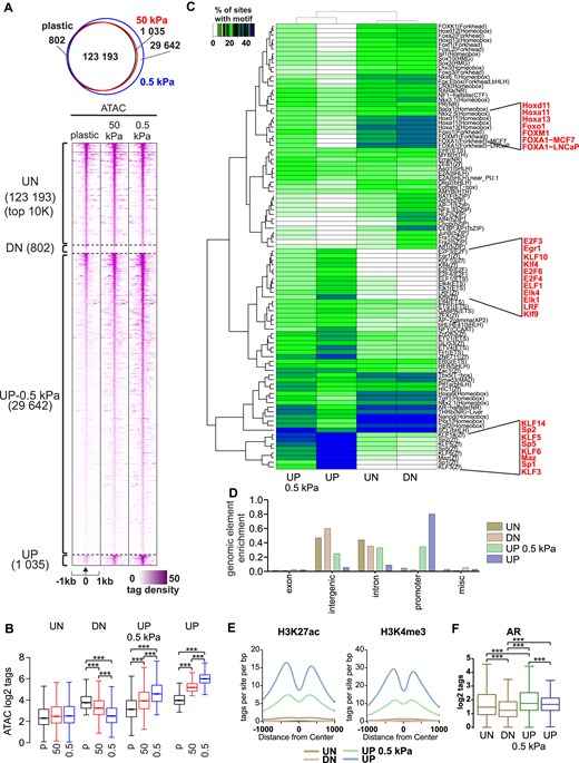 Chromatin openness increases in promoter regions in response to soft ECM. (A) ATAC-seq profiles of C4-2B cells grown in 1 week on plastic, 50 kPa hydrogel, and 0.5 kPa hydrogel plates (n = 2). 123 193 regions remained unchanged (UN); 802 regions were closed (DN) on 50 and 0.5 kPa when compared to plastic, 29 642 regions were opened on 0.5 kPa (UP-0.5 kPa), and 1035 regions were opened (UP) on both 0.5 and 50 kPa when compared to plastic. (B) Box plots of ATAC log2 tag density at unchanged (UN), closed (DN), opened at 0.5 kPa (UP-0.5 kPa), and opened (UP) at both 50 and 0.5 kPa sites. Statistical significance is calculated with one-way ANOVA with Bonferroni post-hoc test. ***P < .001. (C) De novo motif enrichment at indicated regions. Enrichment is displayed as a heatmap representing % of sites with motif. The scale is displayed on the side of the heatmap with white–green–blue indicating the prevalence of enrichment. Relevant motifs are highlighted in red. (D) Peak annotation of genomic elements. The majority of unchanged (UN) and closed (DN) regions are in intergenic and intron areas, while opened (UP) areas on both 0.5 and 50 kPa are in promoter regions. (E) Active histone modifications detected in indicated regions. Opened areas (UP) in both 50 and 0.5 kPa are susceptible to contain H3K27ac and H3K4me3. (F) AR binding is enriched at indicated regions in C4-2B cells. Statistical significance is calculated with one-way ANOVA with Bonferroni post-hoc test. ***P < .001.