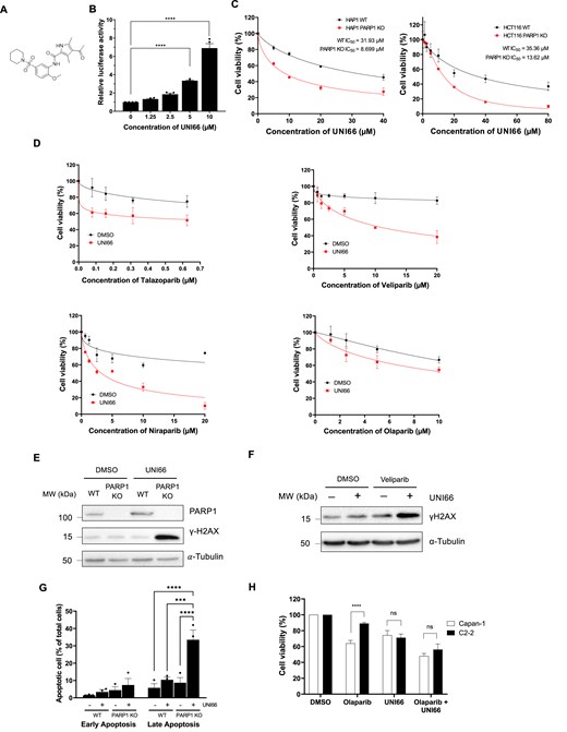 UNI66 selectively kills PARP1-deficient cells. (A) Molecular structure of UNI66. (B) HEK293T cells, stably expressing ATAD5–luciferase, underwent a 24 h treatment with varying concentrations of UNI66. Luciferase activity was subsequently quantified using One-Glo luciferase reagent. The presented data represent the mean ± SEM from three independent experiments (n = 3). Significance was assessed using one-way ANOVA. (C) HAP1 and HCT116 cells, cultured in 96-well plates, were exposed to the specified concentrations of UNI66 for 72 h. Cell viability was assessed using Cell Titer-Glo reagent, and the results are displayed as the mean ± SEM (n = 3). The IC50 was determined through non-linear regression analysis. (D) HCT116 cells, cultured in 96-well plates, treated with Talazoparib, Valiparib, Niraparib, or Olaparib at the indicated concentrations in combination with 20 μM UNI66 for 72 h. Cell viability was assessed using Cell Titer-Glo reagent, and data are presented as the mean ± SEM (n = 3). (E) HCT116 WT and PARP1-deficient cells were exposed to 60 μM UNI66 for 12 h. Following cell harvest, proteins were isolated and subjected to immunoblotting with the specified antibodies. (F) HCT116 WT cells were treated with 60 μM UNI66 or 10 μM Veliparib, or with a combination of both. After 12 h, cells were harvested and subjected to immunoblotting. (G) HCT116 WT or PARP1-deficient cells underwent treatment with UNI66, and apoptotic cell death was quantified using Annexin V–Alexa Fluor™ 488 conjugate. Flow cytometry analysis was conducted, and data are presented as the mean ± SEM (n = 3). Significance was determined using two-way ANOVA. (H) Capan and C2-2 cells were treated with 20 μM UNI66 in the absence or presence of 10 μM Olaparib, and their survival was assessed using Cell Titer-Glo reagent. The results are expressed as the mean ± SEM (n = 3). Significance was determined using two-way ANOVA.