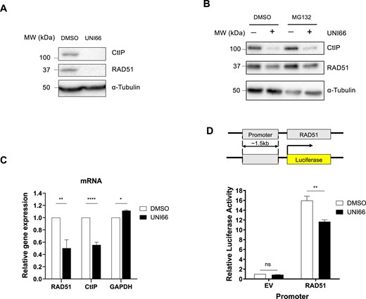UNI66 reduces transcription of CtIP and RAD51. (A) HCT116 cells were exposed to 60 μM UNI66 for 6 h. The isolated proteins were subjected to immunoblotting using antibodies specific for the indicated proteins. (B) HCT116 cells underwent treatment with 50 μM UNI66 for 4 h, followed by a 4 h treatment with 10 μM MG132. The isolated proteins were then subjected to immunoblotting using the specified antibodies. (C) Following a 6 h exposure to 60 μM UNI66, HCT116 cells were harvested, and mRNA levels were quantified using RT–qPCR. The data are presented as the mean ± SEM, and statistical significance was determined using an unpaired t-test. (D) The top panel shows a schematic representation of the RAD51 promoter–luciferase reporter system. The bottom panel shows results from the RAD51 promoter–luciferase reporter assay. HCT116 cells were transfected with the RAD51 promoter–luciferase plasmid. After 48 h, the cells were treated with 60 μM UNI66 for 6 h, and luciferase activity was measured using the Dual-Luciferase® Reporter reagent. The data are presented as the mean ± SEM, and significance was assessed using two-way ANOVA.