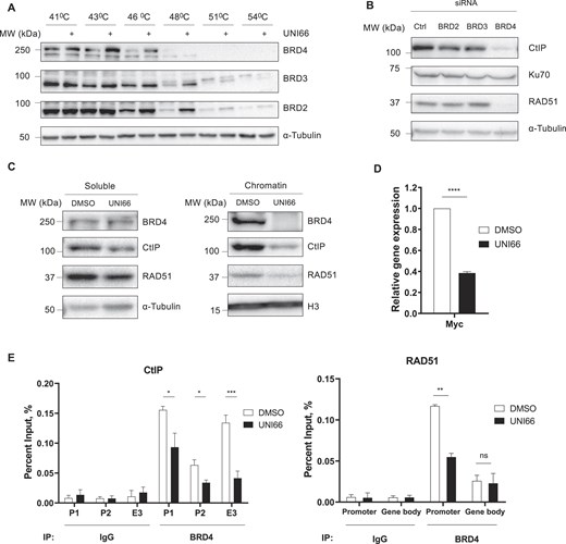 UNI66 binds to BRD4 and reduces the amount of BRD4 on the CtIP and RAD51 promoters. (A) HCT116 cells were exposed to 200 μM UNI66 for 1 h and subsequently harvested. After incubation at the indicated temperatures, cells were lysed through freeze–thaw cycles, and the isolated proteins were subjected to immunoblotting using the indicated antibodies. (B) HCT116 cells transfected with the indicated siRNAs and incubated for 48 h. The isolated proteins were subjected to immunoblotting using the specified antibodies. (C) HCT116 cells, treated with 60 μM UNI66 for 6 h, were harvested, and chromatin fractionation was performed. The isolated proteins were then subjected to immunoblotting using the specified antibodies. (D) Following a 6 h treatment with 60 μM UNI66, c-Myc mRNA levels were quantified using RT–qPCR. The data are presented as the mean ± SEM, and statistical significance was determined through an unpaired t-test. (E) After a 6 h exposure to 60 μM UNI66, HCT116 cells were subjected to ChIP to assess BRD4 accumulation at corresponding promoter and enhancer regions. The data are presented as the mean ± SEM, and significance was determined through an unpaired t-test (P, promoter; E, enhancer).