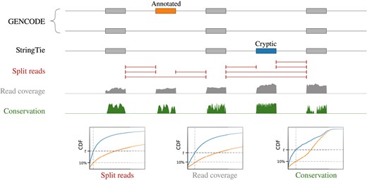 Identification of cryptic exons. Transcript models built by StringTie for each RNA-seq experiment are parsed to identify cryptic cassette exons supported by splice junctions (red), read coverage (gray) and evolutionary conservation score (green). For each of these metrics, the 10th percentile of the distribution for annotated exons is used as a threshold. CDF denotes cumulative distribution function.