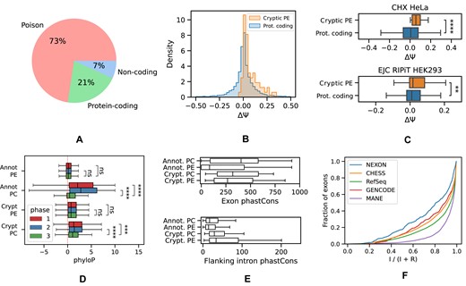 Cryptic exons are mostly poison. (A) The proportion of poison, PC and non-coding exons with respect to the MANE Select transcript isoform of the gene. (B) The response (ΔΨ = ΨCHX − ΨCTL) of cryptic PEs and annotated PC cassette exons to NMD inhibition by CHX. (C) Same as in (B) but in Hela cell line (43) (top) and for ΔΨ = ΨEJC − ΨRNA − seq in the RIPiT experiment (44) (bottom). (D) The phyloP scores of annotated and cryptic PEs and PC exons in the first, second and the third codon position (phase 1, 2 and 3, respectively). (E) The average phastCons scores of annotated and cryptic poison and PC exons (top) and those of their respective flanking introns (bottom). (F) The splicing index I/(I + R), where I and R are the number of reads supporting intron splicing and retention, respectively, of introns flanking cryptic exons (NEXON) versus exons from other catalogs. Symbols **, ***, **** and ns. denote statistically discernible differences at the 1%, 0.1%, 0.01% significance level and not significant differences, respectively.