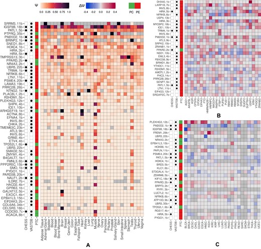Expression and regulation patterns of cryptic exons. (A) The pattern of splicing of cryptic exons across GTEx tissues. Colored squares represent Ψ value. Gray squares represent missing Ψ values. PEs and PC exons, as well as exons present in VastDB and CHESS databases are indicated in the leftmost columns. (B) The pattern of splicing changes (ΔΨ = ΨKD − ΨCTL) in RBP inactivation experiments. (C) The pattern of splicing changes (ΔΨ = Ψtumor − Ψnormal) in paired samples from TCGA cohorts.