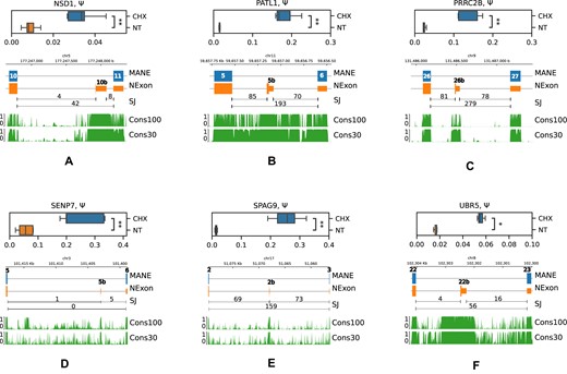 RT-qPCR validation of cryptic PEs in NSD1 (A), PATL1 (B), PRRC2B (C), SENP7 (D), SPAG9 (E) and UBR5 (F) genes. Boxplots represent Ψ values across five biological replicates. The SJ track shows the number of split reads supporting splice junctions in NMD inactivation by CHX. Symbols * and ** denote statistically discernible differences at the 5% and 1% significance level. The diagram below shows the MANE Select PC isoform with exon numbers, the unproductive isoform (NEXON) and conservation scores (from 0 to 1) across 100 vertebrate species (Cons100) and 30 placental mammals (Cons30).