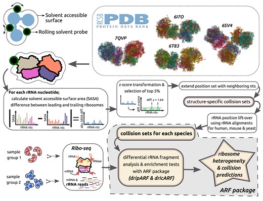 Schematic representation of the dricARF differential ribosome collision prediction pipeline. Collision-associated rRNA position sets are determined through the solvent accessibility analysis of several different PDB ribosome structures in disome/trisome state. This is later fed into the ARF package, and by quantitative analysis of rRNA fragment differences between Ribo-seq performed samples and their enrichment in collision sets, ribosome collision predictions are reported together with dripARF ribosome heterogeneity candidates.
