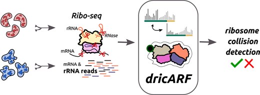 Graphical Abstract