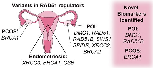 女性生殖器癌におけるDNA修復の脆弱性を標的とする研究者(Researcher Targets DNA Repair Vulnerabilities in Female Reproductive Cancers) 女性生殖器癌におけるDNA修復の脆弱性を標的とする研究者(Researcher Targets DNA Repair Vulnerabilities in Female Reproductive Cancers)
