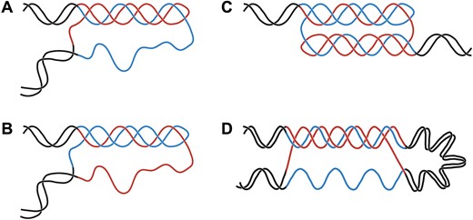 Isoforms of triplex DNA. Schematic of H-r DNA, H-y DNA, H-yr DNA/Nodule DNA, and sticky DNA. Black lines indicate non-repetitive DNA. Red and blue lines indicate the homopurine and homopyrimidine strands of a mirror repeat, respectively. 5′ and 3′ are not annotated because the structures can be formed with either orientation of 5′ and 3′. (A) H-r DNA: One half of the homopurine strand of a hPu/hPy mirror repeat folds back to be antiparallel to its other half and binds via reverse Hoogsteen hydrogen bonding in the major groove of the duplex, leaving half of the homopyrimidine strand single-stranded. (B) H-y DNA: One half of the homopyrimidine strand of a hPu/hPy mirror repeat folds back to be antiparallel to its other half and binds via Hoogsteen hydrogen bonding to the purine strand in the major groove of the duplex, leaving half of the homopurine strand single-stranded. (C) H-yr DNA/Nodule DNA: A combination of H-r DNA and H-y DNA, leaving very little single-strandedness. (D) Sticky DNA: Half of this H-r triplex is made up by one half of a hPu/hPy mirror repeat, while the other half is distant from the first, separated by a stretch of double-stranded DNA, but is oriented antiparallel to the first sequence. Created in BioRender. Hisey, J. (2024) https://biorender.com/p95w386.