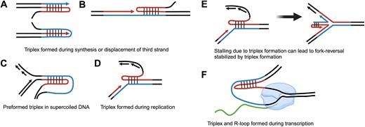 Models of H-r triplex formation during cellular processes, leading to polymerase stalling, and other downstream consequences. (A) Polymerase stalling due to triplex formed during polymerization on a single-stranded template. Black lines indicate non-repetitive DNA. Red and blue lines indicate the homopurine and homopyrimidine strands of a mirror repeat, respectively. (B) Polymerase stalling due to triplex formed during strand displacement. (C) Preformed triplex in supercoiled DNA causing replication fork stalling. (D) Triplex formed during replication leading to replication fork stalling. (E) Replication fork stalling leading to fork reversal. (F) H-loop is a composite structure arising during transcription, in which the RNA transcript binds to the single-stranded portion of H-DNA formed upstream of the elongating RNAP. The green line indicates the mRNA transcript. The blue oval-shaped structure is RNAP. Created in BioRender. Hisey, J. (2024) https://biorender.com/o41t359.