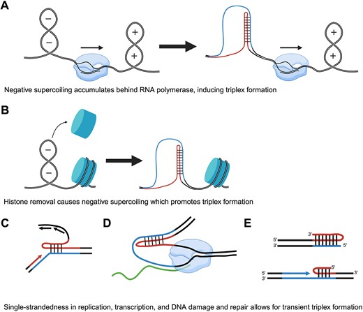 Transient cellular processes promoting triplex formation. (A) RNAP induces positive supercoiling ahead and negative supercoiling behind as it progresses from left to right in the diagram. Negative supercoiling behind RNAP promotes triplex formation. Black lines indicate non-repetitive DNA. Red and blue lines indicate the homopurine and homopyrimidine strands of a mirror repeat, respectively. The blue oval-shaped structure is RNAP. (B) Negative supercoiling forms upon nucleosome (blue cylinder) removal, which then promotes triplex formation. Processes that unwind the duplex or otherwise lead to ssDNA such as (C) replication, (D) transcription (green line represents mRNA transcript) or (E) DNA repair (DSB with a hPu-rich 3′ overhang or gap fill-in) can promote triplex formation. Created in BioRender. Hisey, J. (2024) https://BioRender.com/o82v488.