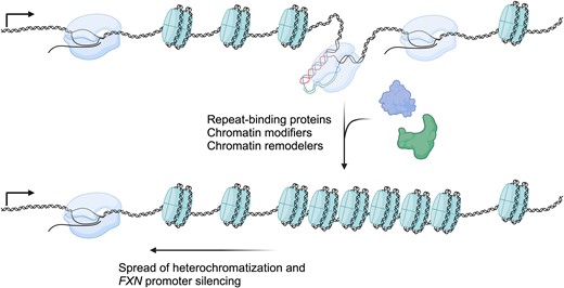 A model of FRDA’s triplex H-DNA-based pathogenic mechanism. During cellular processes that unwind duplex DNA, (GAA)exp repeats in the first intron of the Frataxin (FXN) gene may form a triplex H-DNA secondary structure. This may happen during transcription and concurrent R-loop formation (also called an H-loop) may help to stabilize the H-DNA structure and stall transcription at the repeats. Proteins such as those able to bind the repeats and chromatin modifiers (dark blue and green structures) are then recruited to the repeats, leading to heterochromatinization of the repeats that spreads upstream, leading to FXN promoter silencing. Transcription start stie is represented by the angled arrow. RNAP is represented by the blue oval-shaped structure. Histones are represented by aqua cylindrical structures. Created in BioRender. Hisey, J. (2024) https://biorender.com/a21m828.