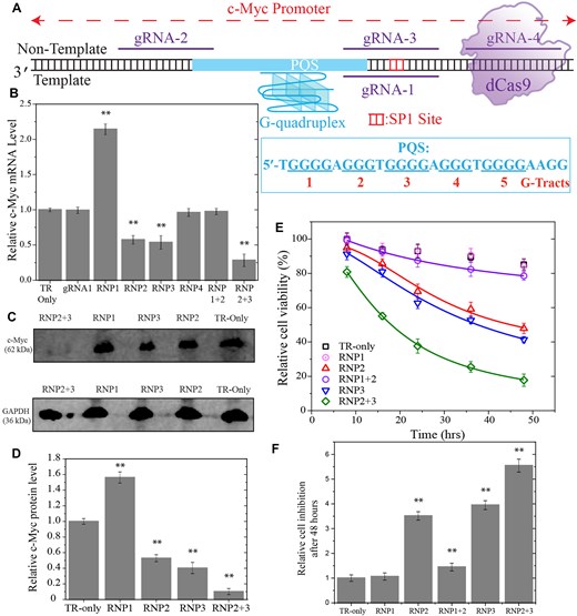 Experiments in which the vicinity of PQS was targeted with CRISPR–dCas9 in Burkitt’s lymphoma cells (Ramos cells). (A) Schematic of the DNA construct and CRISPR–dCas9 target sites 1–4 on the template and NTSs. The PQS and the G-tracts are indicated in the schematic. The binding site for transcription factor SP1 is indicated with red bases. (B) RT-qPCR studies illustrating suppression and elevation of c-Myc RNA levels. RNP2 + 3 refers to targeting sites 2 and 3 simultaneously. (C and D) Image of western blot and quantitation of c-Myc protein levels. (E and F) Cell viability studies in cells targeted with RNP1, RNP2, RNP3, RNP1 + RNP2, or with RNP2 + RNP3. The symbols are data points and lines are Hill function fit to the respective data. Due to small level of inhibition in cell viability in the TR-only (in the absence CRISPR–dCas9 targeting) and RNP1 cases, the data could not be fitted reliably. (F) The relative cell inhibition is quantified with respect to the TR-only case after 48 h of introducing CRISPR–dCas9 to the cells. In (B, C, and F), the bars represent the average values of at least three measurements and the error bars are the standard errors associated with these measurements. The ** symbol in (B), D), and (F) indicates a statistically significant difference compared to TR-only case with P< .01.