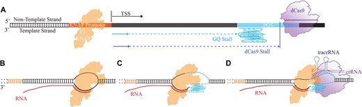 Schematic of in vitro transcription assay. (A) DNA construct indicating the relative positions of the RNAP promoter, the PQS, and one of the dCas9 target sites. (B) In the absence of any blockade, RNAP completes the transcription of DNA, resulting in a full-length RNA product. (C and D) GQ and CRISPR–dCas9 could stall RNAP progression, resulting in truncated RNA products.