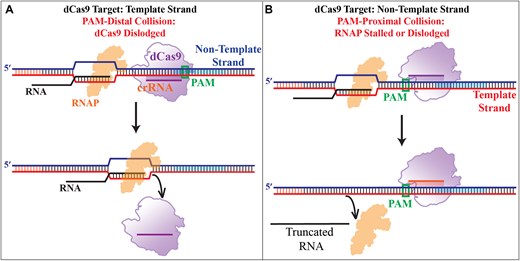 The schematic of a model representing different modes of collision between RNAP and dCas9. (A) When dCas9 targets the TS, RNAP, and dCas9 collide in a PAM-distal mode in which RNAP is more likely to dislodge dCas9 and proceed with transcription. (B) When dCas9 targets the NTS, RNAP and dCas9 collide in a PAM-proximal mode in which RNAP is more likely to be stalled or dislodged from the DNA, both resulting in a truncated RNA transcript.