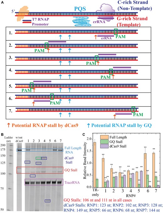 Gel electrophoresis measurements analyzing the products of an in vitro transcription assay (RNAP stop assay). (A) Schematic of the DNA construct that includes a T7 RNAP promoter, PQS, and dCas9 target sites. The PQS and dCas9 target sites are downstream of RNAP promoter; therefore, stalling of the RNAP at these sites results in truncated RNA transcripts. In the schematic below, the seven dCas9 target sites are indicated, in addition to GQ stall sites (cyan arrows) and dCas9 stall sites (red arrows). The expected RNA transcripts corresponding to these stalls are listed on the right (under (C)). (B) Gel image showing the products of the in vitro transcription assay. GQ stalls are indicated with a red rectangle and dCas9 stalls are indicated with dark blue rectangles. The green band in lane 3 could be due to an additional GQ stall or an off-target site for CRISPR–dCas9. (C) Quantitation of stall bands for the control sample (TR-only in which CRISPR–dCas9 was excluded from the assay) and the seven CRISPR–dCas9 target sites (RNP1–7). The bars represent averages of at least three measurements and the error bars are the standard error of these measurements. The ** symbol in (C) indicates a statistically significant difference compared to TR only case with P< .01.