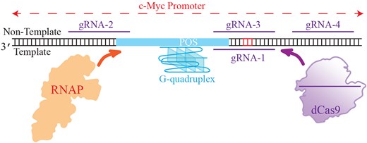 Graphical Abstract