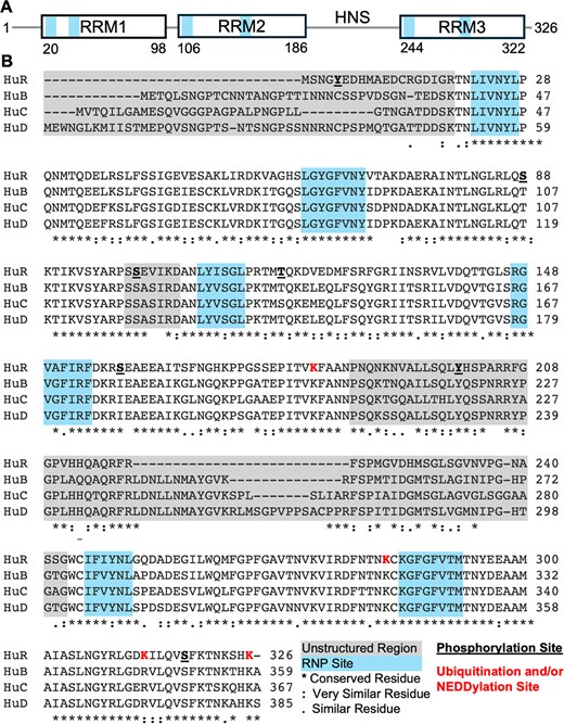 Domain organization of HuR. (A) Domain boundaries of HuR, with connecting lines representing unstructured/linker regions. (B) Sequence alignment of HuR, HuB, HuC, and HuD conducted using Clustal Omega (https://www.ebi.ac.uk/jdispatcher/msa/clustalo). Locations of unstructured linker regions between RRM domains and canonical RNP sites are noted in blue and gray, respectively.
