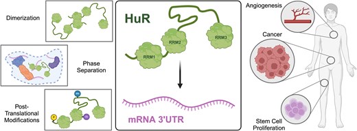 Graphical Abstract