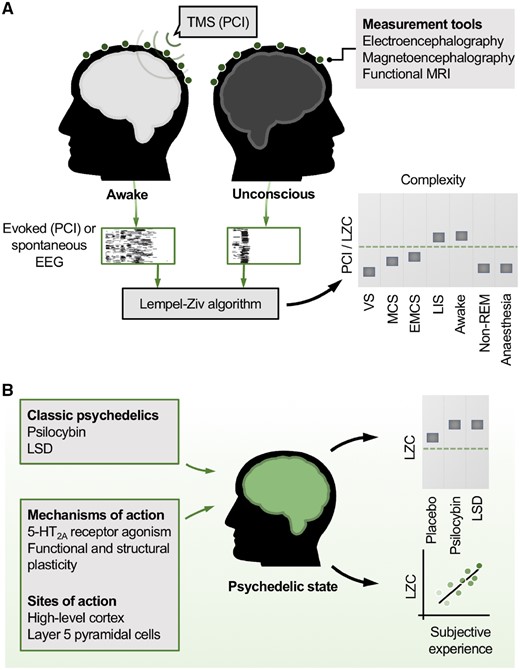 Brain complexity, consciousness and psychedelics. (A) Measures of brain complexity index conscious level. Empirical measures of brain complexity are high in the normal awake state and low whenever consciousness is lost. In the case of the perturbational complexity index (PCI Casali et al. 2013), a pulse of transcranial magnetic stimulation (TMS) provides a cortical perturbation and the evoked electroencephalogram (EEG) responses are recorded. Alternatively, spontaneous EEG data alone are recorded. The Lempel-Ziv algorithm, a measure of compressibility, quantifies the complexity (LZC) in the thresholded EEG data (illustrated by black and white grids). LZC values robustly index conscious level. VS = vegetative state; MCS = minimally conscious state; EMCS = emergence from MCS; LIS = locked-in syndrome; LZC = Lempel-Ziv complexity; non-REM = non-rapid eye movement sleep; PCI = perturbational-complexity index. (B) Psychedelics increase brain complexity above normal levels. Classic psychedelics increase brain complexity measures like LZC above the levels in the normal awake state. This raises the possibility that psychedelics could increase conscious awareness in patients with disorders of consciousness, where brain complexity is low. LSD = lysergic acid diethylamide.
