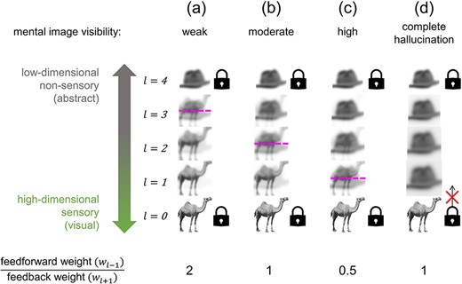 Decreasing feedforward-to-feedback weighting ratio increases the sensory character of thoughts