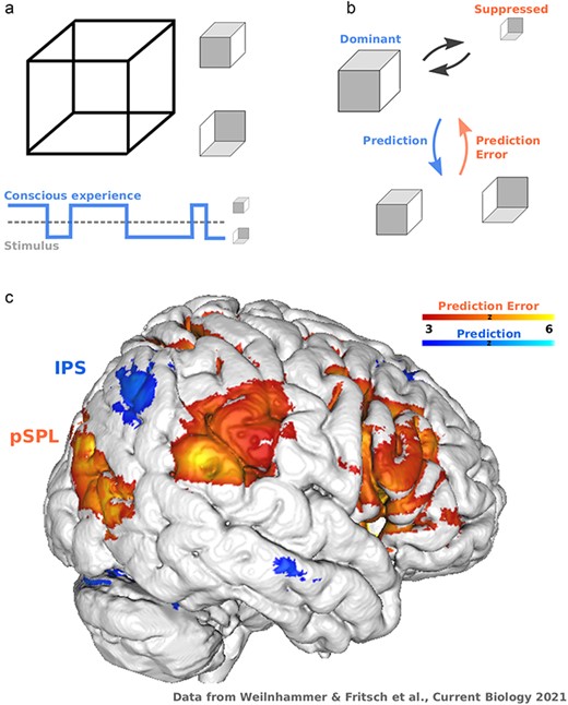 Concept. (a) Bistable perception happens when an ambiguous input is compatible with two mutually exclusive interpretations. In the example of the Necker cube, a 2D lattice (left) induces that experience of one of two cubes that differ with respect to spatial orientation (right). Bistable stimuli create a dissociation between the input (lower panel), which remains constant, and conscious experience, which changes over time. (b) Predictive processing posits that the dominant interpretation of a bistable stimulus (upper panel) reflects a prediction about the most likely cause of the physical input. Balanced stimulus evidence for the dominant and suppressed alternatives (lower panel) generates a prediction error that destabilizes perception, ultimately leading to a transition in conscious experience. (c) fMRI reveals a widespread representation of prediction errors during bistable perception (shown here for an individual participant from an experiment on the neural correlates of ambiguous structure-from-motion Weilnhammer et al. 2021), ranging from feature-selective regions in visual cortex to parietal and frontal cortex. From the perspective of model-based imaging, much less is known about the representation of the corresponding predictions (computed here as the negative prediction error response). Based on the behavioral effects of non-invasive brain stimulation, previous research has proposed that parietal cortex is divided into a posterior subregion in the SPL that encodes prediction errors, and an anterior subregion in the IPS that represents predictions during bistable perception. According to this model, inhibitory non-invasive brain stimulation of the SPL should therefore reduce the frequency of spontaneous transitions in conscious experience. In contrast, disrupting neural activity in the IPS should increase the frequency of spontaneous transitions in conscious experience
