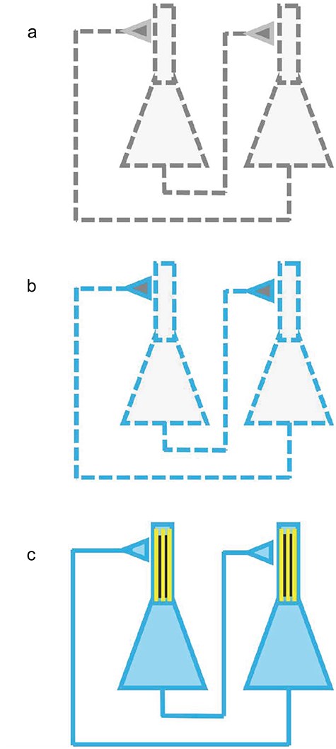 Solving the hard problem and the combination/binding problem. (a) A classical physicalist model contains no conscious properties (“grey color”) and no objective wholes: the system of neurons is completely reducible to neighbor interactions of local parts (represented by “dashed lines”) with no phenomenal properties (“grey color”). (b) A classical panpsychist model has conscious properties (“blue color”) but no objective wholes (separate “dashes”). (c) The quantum panpsychist model contains causally efficacious objective wholes (“solid lines”) that correspond to unified conscious moments (“blue color”). “Vertical yellow lines” represent MTs in the dendrites, responsible for the unified conscious state.