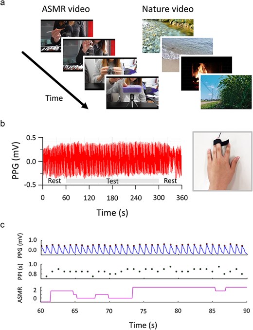 Task paradigm and experimental data. (a) Participants viewed four 1 min ASMR videos or four 1 min nature videos, providing continuous subjective ratings as photoplethysmography (PPG) data were recorded. For ASMR videos, participants rated tingling sensations, while for nature videos, they rated pleasantness. Video order was randomized across participants. (b) PPG data were collected from sensors attached to participant left middle fingers throughout the 12 min experiment. Parasympathetic activity, associated with vasodilation, was assessed via changes in pulse wave amplitude. (c) Psychological and physiological data from a representative participant. Pulse rate was derived as the inverse of peak-to-peak intervals (PPIs) in the pulse wave data.