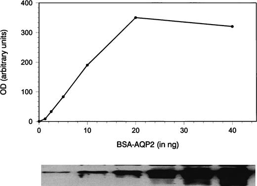Quantification of AQP2 by immunoblotting and densitometric scanning. A dilution series of a synthetic peptide corresponding to the last 15 amino acids of rat AQP2 conjugated to BSA was used as standard and immunoblotted. The band densities were quantitated by densitometric scanning (OD, arbitrary units). A standard curve was constructed and the linear part of the curve was used to quantitate the unglycosylated amount of AQP2 in the urine samples. Amino‐acid analysis revealed that 1 ng conjugate corresponds to 180 fmol AQP2.