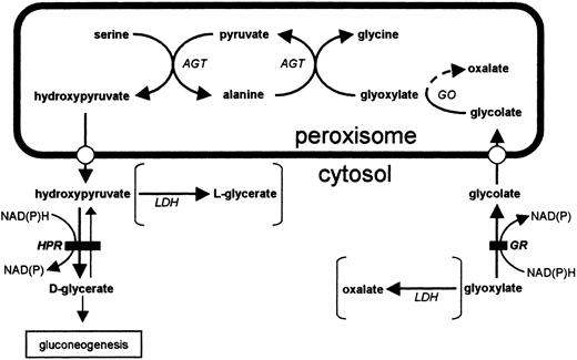 Glyoxylate metabolism in the hepatocyte. Solid bar denotes site of block in PH2 and metabolites typically associated with the disease are given in parentheses. AGT, alanine: glyoxylate aminotransferase; GR, glyoxylate reductase; HPR, hydroxypyruvate reductase; GO, glycolate oxidase; LDH, lactate dehydrogenase.