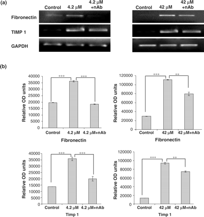 Influence of TGF-β1 neutralizing antibody on CsA induced gene expression in HK-2 cells. Cells were grown to confluency on 35 mm Petri dishes and treated with 4.2 and 42 μM CsA with or without TGF-β1 neutralizing antibody. TGF-β1 neutralizing antibody was diluted in culture medium to a concentration of 30 µg/ml. The cells were pre-treated with the neutralizing antibody for 1 h prior to CsA treatment or were treated with CsA alone for 48 h. Fibronectin, TIMP 1 and GAPDH mRNA levels were analysed in total RNA purified from the treated HK-2 cells. (a) Ethidium bromide-stained 1% agarose gels containing 10 μl of each PCR after electrophoresis. Treatments were 4.2 and 42 μM CsA for 48 h. The pictures are representative of at least three independent experiments performed in duplicate. (b) Band intensity was quantified using densitometry. Results are expressed as relative optical density units, which are proportional to the absorbance of the bands and are given as mean ± SEM of three independent experiments, each performed in duplicate. *P<0.05, **P<0.01, ***P<0.001.