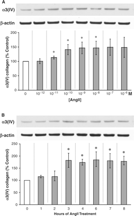 AngII affects α3(IV) collagen production by podocytes. (A) AngII dose–response: exogenous AngII was added to cultured mouse podocytes every 2 h for a total of 8 h at the concentrations indicated on the graph. From 10−11 to 10−8 M, AngII significantly stimulated the protein production of α3(IV) collagen by 13–49%. *P<0.05 vs control (0 M AngII) in nine independent experiments. (B) AngII time course: AngII at 10−8 M was added every 2 h (where feasible) for the time periods indicated on the graph. At 3 h up until 8 h at least, the stimulatory effect of AngII on α3(IV) collagen production was significant and sustained. *P<0.05 vs control (0 h) in six independent experiments.