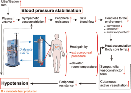 Possible causes for heat accumulation during haemodialysis resulting in hypotension.