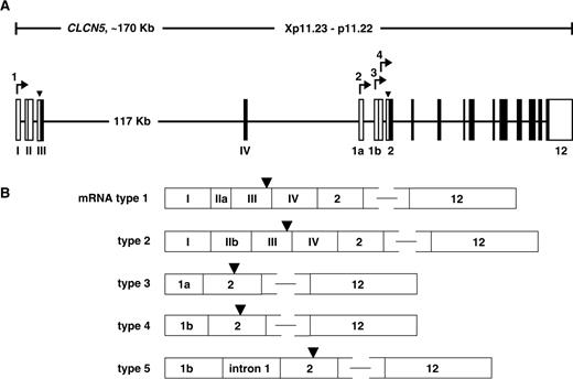  ( A ) Genomic organization of the human CLCN5 gene. Exons (I–IV and 1a-12) are depicted by open (non-coding) and black boxes (coding), respectively [ 16 , 21 ]. Start-ATGs can be identified by black triangles and various transcriptional start sites (1–4; indicated by arrows) that give rise to at least 5 mRNAs as outlined in ( B ). Exon II shows alternative splicing and exon 1b alternative transcription initiation, where intron 1 is included in the longer variant arising from start site 3. A gray box indicates part of exon 2 in frame being translated in the two transcripts arising from start site 1. 