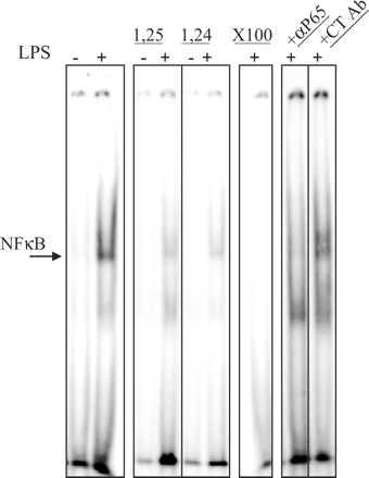 Treatment of P388D1 cells with 1,25(OH)2D3 or 1,24(OH)2D2 decreases NFκB DNA binding activity. Cells were incubated for 16 h with 1,25(OH)2D3 or 1,24(OH)2D2 (10−7 M) and then activated with LPS (1 µg/ml) for an additional 0.5 h. Nuclear extracts (20 µg protein/lane) were incubated with [32P]-end-labelled dsDNA oligonucleotide possessing the NFκB consensus sequence, and then the ability of bound proteins to induce retarded mobility of the radiolabelled probe on polyacrilamide gel was tested. Binding specificity was tested using 100-fold excess of ‘cold’ DNA probe and nuclear proteins from the nuclear extracts of activated cells. In addition, nuclear proteins from the nuclear extracts of activated cells were incubated with a competitive inhibitory antibody directed against p65 protein or with an isotype control antibody. One representative experiment out of five is shown.