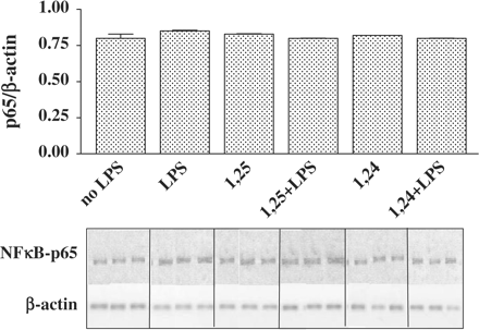Treatment of P388D1 cells with 1,25(OH)2D3 or 1,24(OH)2D2 does not affect p65-mRNA levels. P388D1 cells were incubated for 16 h with 1,25(OH)2D3 or 1,24(OH)2D2 (10−7 M) and then activated with LPS (1 µg/ml) for an additional 2.5 h. Subsequently, cells were lysed and RNA was extracted. RT-PCR was performed on total cell RNA, using specific primers for NFκB-p65. PCR products (at 30 cycles) were separated on 2% agarose gel containing ethidium bromide (lower panel). Results of real-time PCR analysis of NFκB-p65 mRNA levels were normalized to the levels of β-actin. The results are expressed as mean±SE and represent three experiments performed in triplicate.
