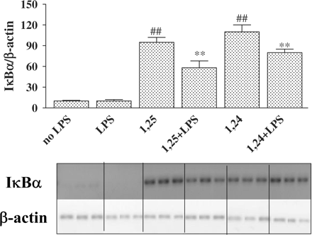 Treatment of P388D1 cells with 1,25(OH)2D3 or 1,24(OH)2D2 increases IκBα-mRNA levels. Cells were incubated for 16 h with 1,25(OH)2D3 or 1,24(OH)2D2 (10−7 M) and then stimulated with LPS (1 µg/ml) for an additional 2.5 h. RT-PCR was performed on total cell RNA using specific primers for IκBα. PCR products (at 25 cycles) were separated on 2% agarose gel containing ethidium bromide (lower panel). The upper panel depicts a quantitative real-time RT-PCR of IκBα. IκBα-mRNA levels were normalized to β-actin levels. The results are expressed as mean±SE and represent three experiments performed in triplicate ##P<0.01 vs no LPS, **P<0.01 vs LPS alone.