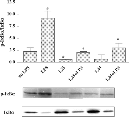 Treatment of P388D1 cells with 1,25(OH)2D3 or 1,24(OH)2D2 reduces phosphorylation of IκBα. Cells were treated with 1,25(OH)2D3 or 1,24(OH)2D2 for 16 h. This was followed by an additional 0.5 h of incubation with LPS (1 µg/ml). Cells were lysed and cytosol and total extracts of P388D1 cells were prepared, proteins were separated by SDS-PAGE and western blot analysis was carried out using an anti phospho−IκBα antibody. Qantitative evaluations of western blot analysis were performed by densitometric analysis, and the ratios of phospho-IκBα/IκBα were calculated. The results represent the mean±SE of three experiments #P<0.05 vs no LPS, *P<0.05 vs LPS alone.
