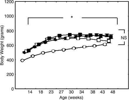 Alterations in body weight. Time-dependent alterations in body weight in the respective experimental groups are shown. The body weights increased along with the ageing in the OLETF rat groups; however, there were no differences in body weight among the three OLETF groups. In contrast, the body weight in the non-diabetic LETO rats was less than the untreated OLETF rats throughout the study. The differences were analysed using two-way ANOVA. *The body weight significantly increased along with the ageing among the four experimental groups (P<0.02). NS, no differences in body weight among the three OLETF rat groups. Open circle, non-diabetic rata (LETO); solid circle, untreated OLETF rats; open square, 0.05% troglitazone-treated OLETF rats, and solid square, 0.1% troglitazone-treated OLETF rats.