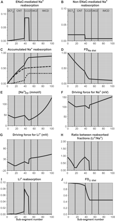 Low K+ diet. In low K+ rats, [Li+]TF/P initial is 1.8 and PDa is increased from 45 to 65 mV. The driving force for Li+ is therefore increased, leading to Li+ reabsorption in all sub-segments with active ENaC.