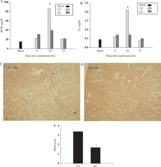  Effect of monocyte–macrophage depletion on renal function and histology in ischaemic ARF in rats. Rats were intravenously injected with either LV or LC. At 24 h later, rat kidneys were subjected to 40 min of bilateral ischaemia or sham operation and sacrificed at 4, 24 or 72 h after reperfusion. ( A ) BUN (mg/dl) and ( B ) creatinine (mg/dl). Data are presented as median value. #P <0.05 compared with sham, * P <0.05 compared with LV, n = 5 animals per group. Representative H&E-stained section of kidney from rats injected with LV ( C ) or LC ( D ) (H&E, ×40). ( E ) Semi-quantitative scoring of histological injury. * P <0.05 compared with LV, n = 5 animals per group. 