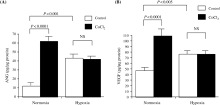 (A) The secretion of ANG increased under normoxic conditions after treatment with 150 μM CoCl2 (P<0.0001). Under hypoxia, the secretion of ANG increased compared with normoxia (P<0.001) and further enhancement by CoCl2 was not observed. Values are means±SD for three wells, and representative data from one of two experiments are shown. (B) The secretion of VEGF increased under normoxic conditions after treatment with 150 μM CoCl2 (P<0.0001). Under hypoxia, the secretion of VEGF increased compared with normoxia (P<0.005) and further enhancement by CoCl2 was not observed. Values are means±SD for three wells, and representative data from three separate experiments are shown.