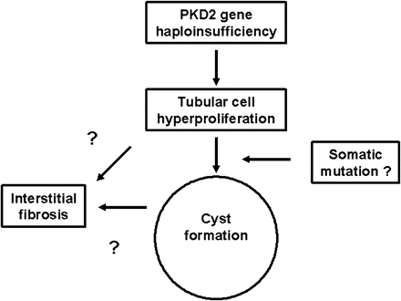Hypothetical scheme of the relationships between PKD2 haploinsufficiency, cell proliferation, cyst formation and interstitial fibrosis. In this scheme, the increase in cell proliferation may predispose the tubular cell to a somatic mutation, necessary for cystic change. The significant correlations between PI and mean cyst area with the fibrosis score (Figure 5) suggest that interstitial fibrosis could potentially result directly from the secretion of tubular-derived cytokines or extracellular matrix proteins in two phases, i.e. early from proliferating cells in non-cystic tubules, or late from cyst epithelial cells.